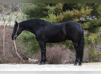 Frisones, Caballo castrado, 8 años, Negro