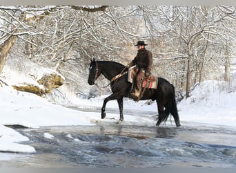 Frisones, Caballo castrado, 8 años, Negro