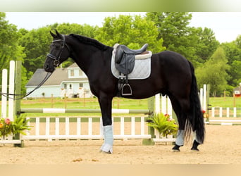 Frisones Mestizo, Caballo castrado, 8 años, Negro