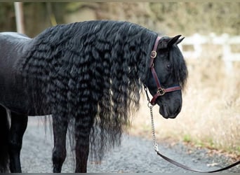 Frisones, Caballo castrado, 8 años, Negro