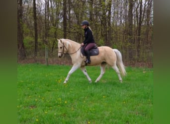 Frisones, Caballo castrado, 9 años, 142 cm, Palomino