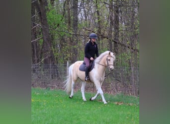 Frisones, Caballo castrado, 9 años, 142 cm, Palomino