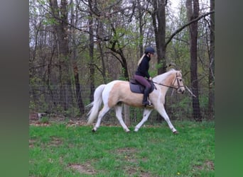 Frisones, Caballo castrado, 9 años, 142 cm, Palomino