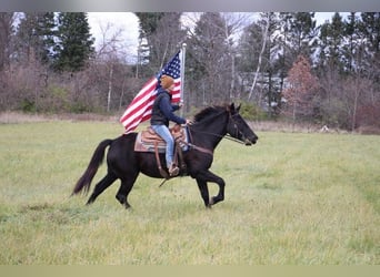 Frisones, Caballo castrado, 9 años, 160 cm, Negro