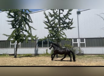 Frisones, Caballo castrado, 9 años, 162 cm, Negro