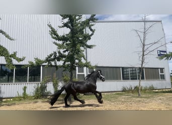 Frisones, Caballo castrado, 9 años, 162 cm, Negro