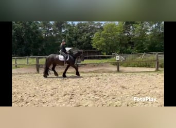 Frisones, Caballo castrado, 9 años, 162 cm, Negro