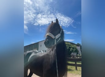 Frisones, Caballo castrado, 9 años, 162 cm, Negro