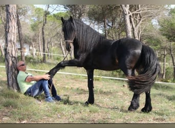 Frisones Mestizo, Caballo castrado, 9 años, 163 cm, Negro