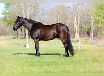 Frisones, Caballo castrado, 9 años, 163 cm, Negro