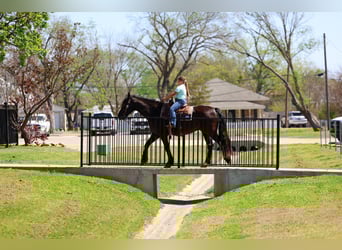 Frisones, Caballo castrado, 9 años, 163 cm, Negro