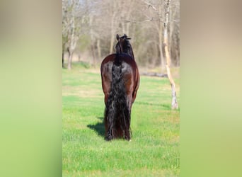 Frisones, Caballo castrado, 9 años, 163 cm, Negro