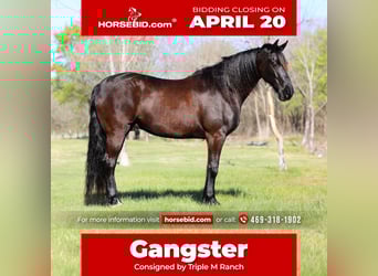 Frisones, Caballo castrado, 9 años, 163 cm, Negro