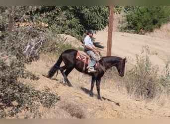 Frisones, Caballo castrado, 9 años, 163 cm, Negro