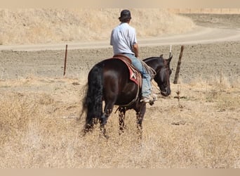 Frisones, Caballo castrado, 9 años, 163 cm, Negro