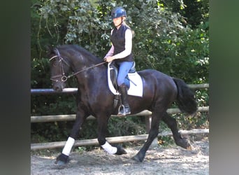 Frisones, Caballo castrado, 9 años, 164 cm