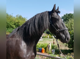Frisones, Caballo castrado, 9 años, 164 cm