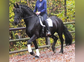 Frisones, Caballo castrado, 9 años, 170 cm, Negro