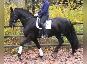 Frisones, Caballo castrado, 9 años, 170 cm, Negro