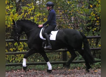 Frisones, Caballo castrado, 9 años, 170 cm, Negro