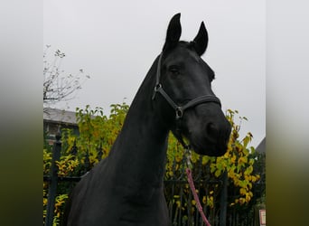 Frisones, Caballo castrado, 9 años, 170 cm, Negro