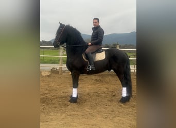Frisones, Caballo castrado, 9 años, 172 cm, Negro