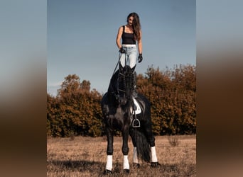 Frisones, Caballo castrado, 9 años, 172 cm, Negro