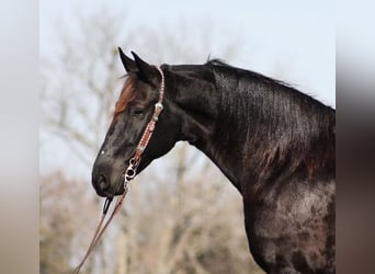 Frisones, Caballo castrado, 9 años, Negro