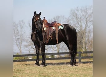 Frisones, Caballo castrado, 9 años, Negro