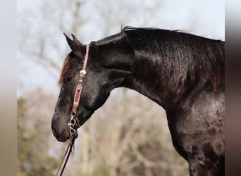 Frisones, Caballo castrado, 9 años, Negro