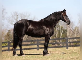 Frisones, Caballo castrado, 9 años, Negro