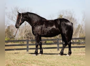 Frisones, Caballo castrado, 9 años, Negro