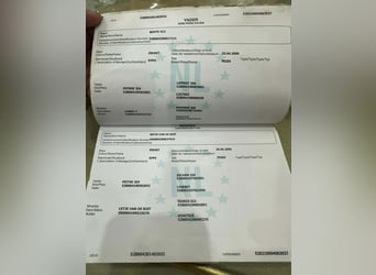 Frisones, Semental, 11 años, 165 cm, Negro