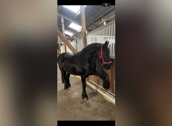 Frisones, Semental, 14 años, 160 cm, Negro