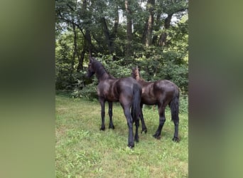 Frisones, Semental, 1 año, 140 cm, Negro