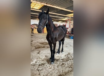 Frisones, Semental, 1 año, 148 cm, Negro