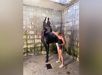 Frisones, Semental, 1 año, 148 cm, Negro