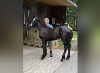 Frisones, Semental, 1 año, 148 cm, Negro