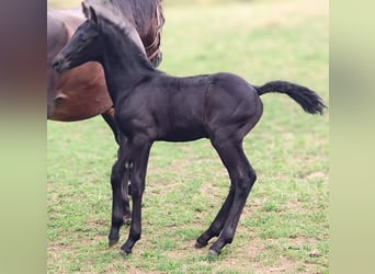 Frisones Mestizo, Semental, 1 año, 162 cm, Negro