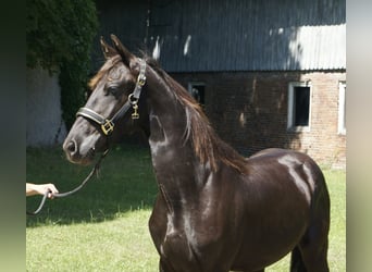 Frisones, Semental, 1 año, 165 cm, Negro