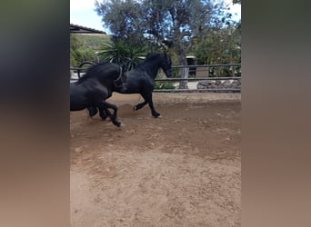 Frisones, Semental, 1 año, 167 cm, Negro