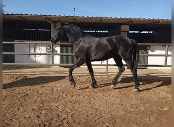 Frisones, Semental, 1 año, 167 cm, Negro
