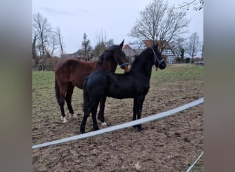 Frisones, Semental, 1 año, Negro