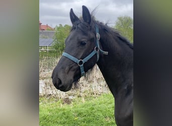Frisones, Semental, 1 año, Negro