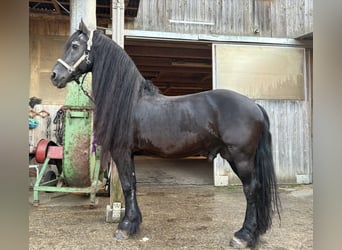 Frisones, Semental, 20 años, 150 cm, Negro