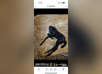 Frisones, Semental, 2 años, 148 cm, Negro