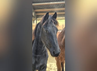 Frisones, Semental, 2 años, 154 cm, Morcillo