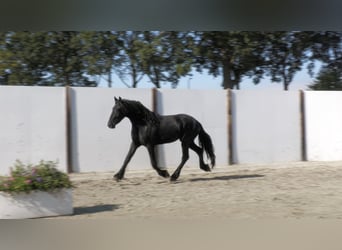 Frisones, Semental, 2 años, 155 cm, Negro