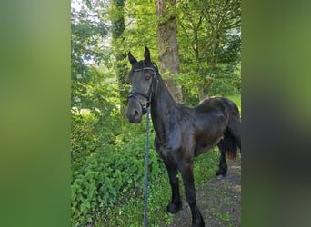 Frisones, Semental, 2 años, 157 cm, Negro