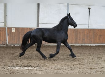Frisones, Semental, 2 años, 160 cm, Negro